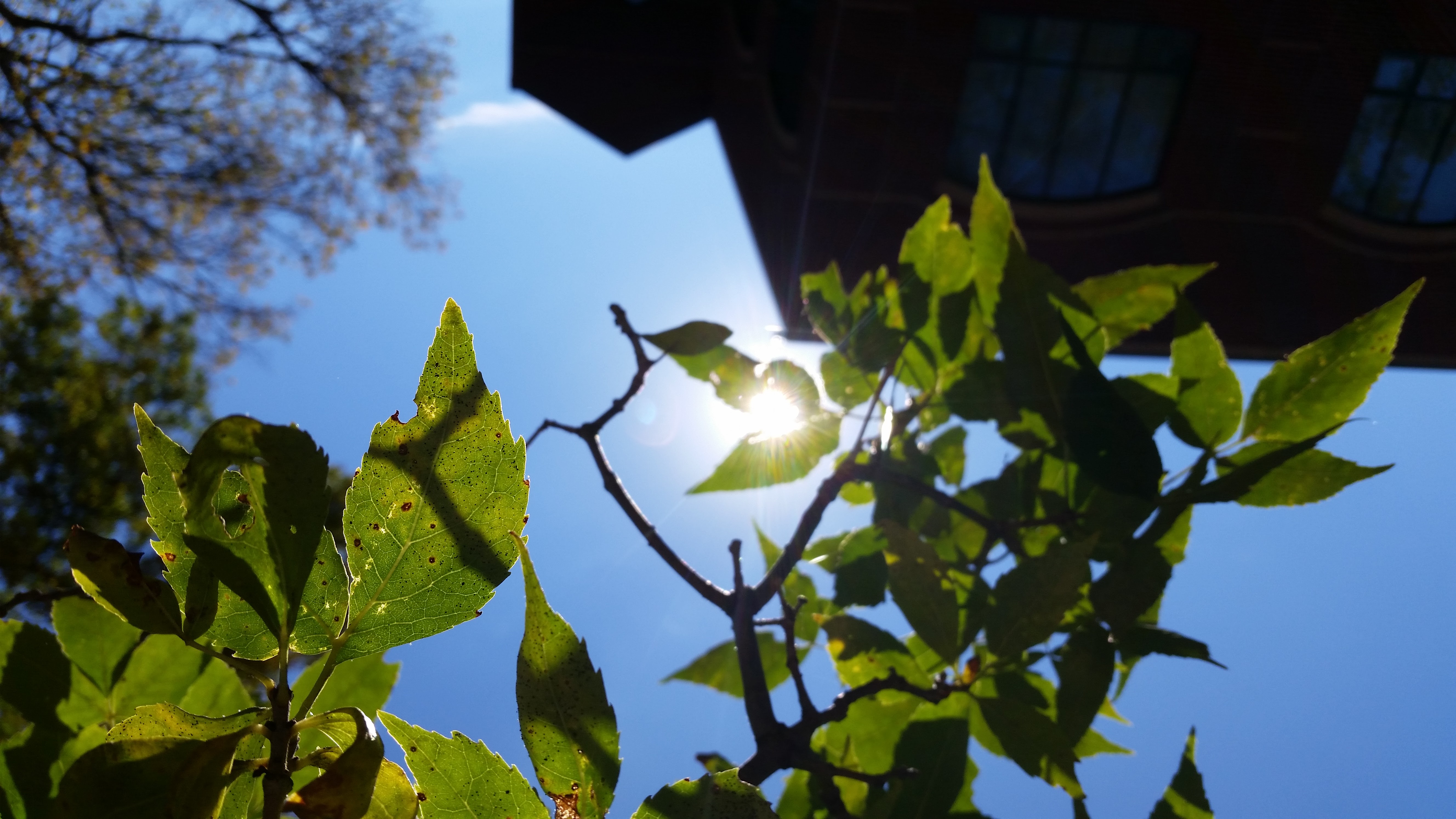 tree leaves