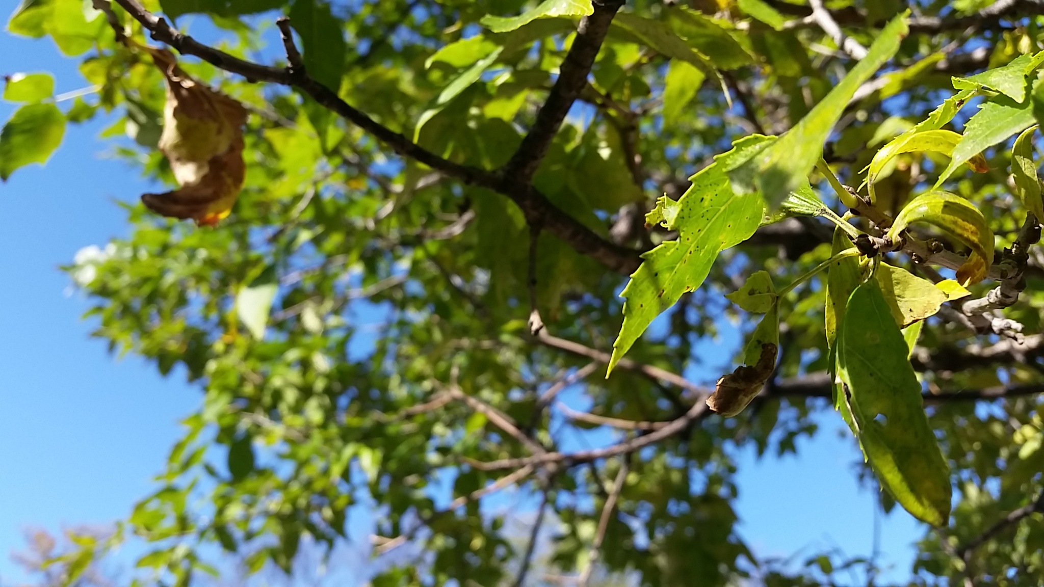 tree leaves